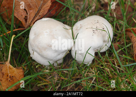 Deux champignons et feuilles mortes dans l'herbe au cours de l'automne Banque D'Images