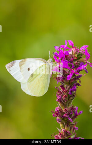 Pieris rapae petit papillon blanc se nourrir de nectar de fleurs violet rose dans un pré. La forte lumière naturelle, de couleurs éclatantes, les fo Banque D'Images