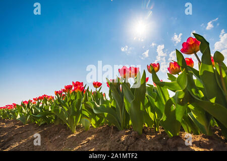 Libre de lignes rouges et blancs néerlandais flambé tulipes dans un champ de fleurs en Hollande, pendant le printemps sur une journée ensoleillée avec ciel bleu Banque D'Images