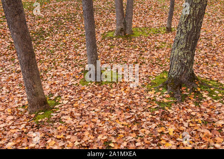 Les troncs des arbres et feuilles mortes, Agate Falls Scenic Site, Ontonagon Comté, Michigan, USA Banque D'Images