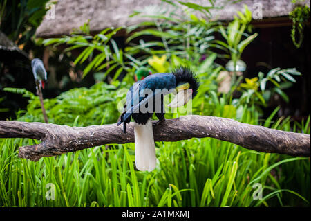 Oiseaux dans le musée Blanco, Bali Banque D'Images