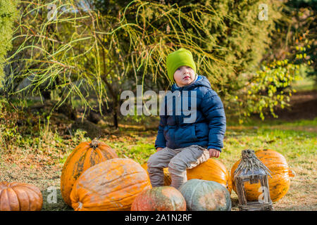 Un petit garçon s'amuse avec des citrouilles sur le patchwork de citrouille ferme Banque D'Images