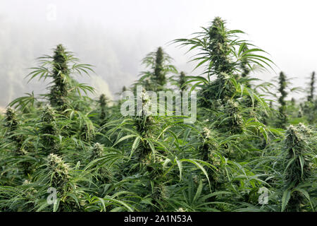 Chanvre biologique', 'Lifter souche Cannabis sativa, foggy morning light, de l'Oregon. Banque D'Images