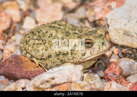 Le Crapaud de Woodhouse jeunes minuscule à peine deux pouces de longueur se trouve dans la zone de sable près de East Plum Creek, Castle Rock Colorado nous. Photo prise en septembre. Banque D'Images