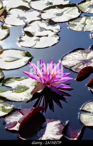 Nénuphar violet avec de petites fusées de Sun à l'International Water Lily Garden à San Angelo, Texas, Etats-Unis Banque D'Images