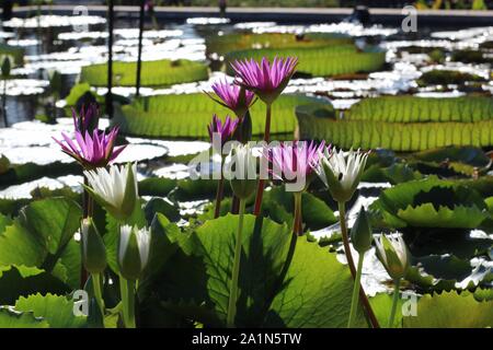 Water Lilies à l'International Water Lily Garden à San Angelo, Texas, Etats-Unis Banque D'Images