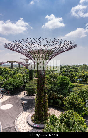 Singapour - Mars 22, 2019 : Jardins de la baie, Supertree Grove. Portrait de ligne de Supertrees dans Green Park sous ciel bleu avec des nuages blancs. Banque D'Images