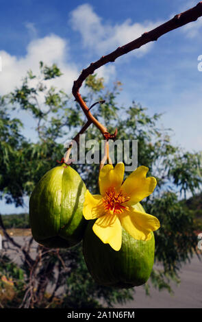 Le nord de kapok australienne (Cochlospermum gillivraei fleur) avec les coupelles de semences, Lizard Island, Queensland, Australie Banque D'Images