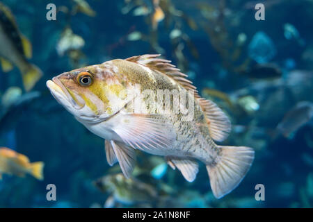 Le sébaste cuivré (Sebastes caurinus), les poissons, l'Aquarium du Canada Ripely Banque D'Images