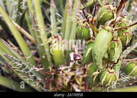 Le Yucca baccata Fruit Banque D'Images