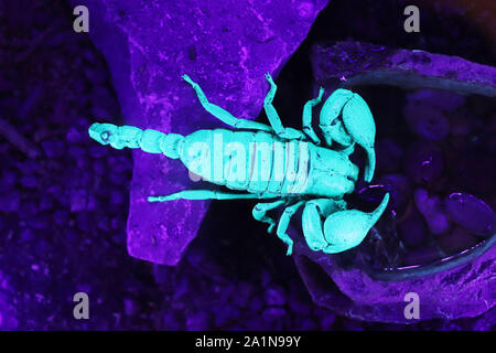 Scorpion fluorescentes sous lumière ultraviolette Banque D'Images