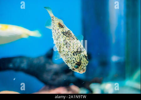 Poisson-purée de Porcupine à l'aquarium sur fond bleu Banque D'Images