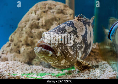 Mérou géant ou mérou Queensland en réservoir. Banque D'Images