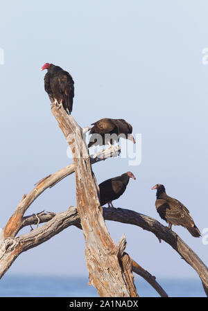 Quatre l'Urubu perchée en arbre mort Banque D'Images