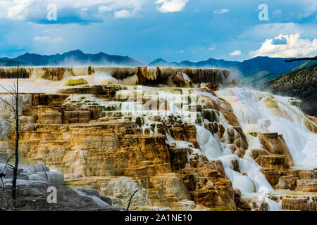 Mammoth Hot Springs, Parc National de Yellowstone Banque D'Images