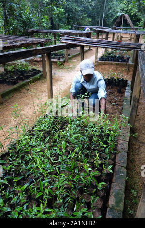 Travaillant dans la pépinière de plantes indigènes pour les projets de reverdissement, Parc Mitsinjo, Andasibe, Madagascar. Pas de monsieur ou PR Banque D'Images