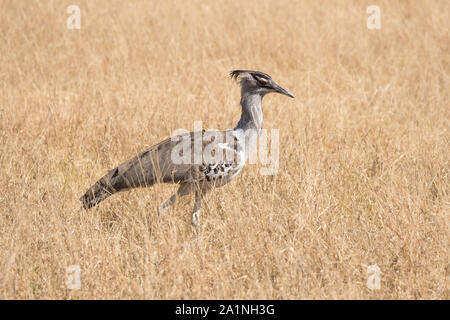 Outarde Kori, grand oiseau debout dans la plaine d'Herbe de Chobe National Park, Botswana, Africa Banque D'Images