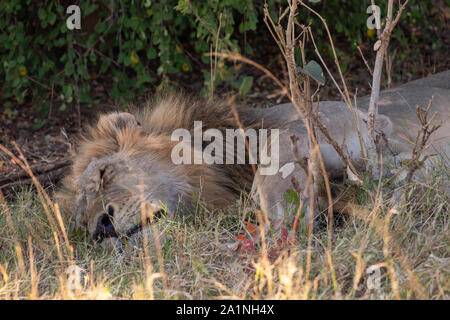 Lion mâle impressionnant dormir sur l'herbe dans le Parc National de Chobe, Botswana, Africa Banque D'Images