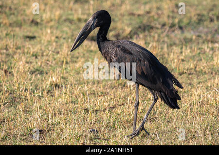 L'Afrique Noire - Permanent Stork openbill Anastomus lamelligerus Nom latin - dans le Parc National de Chobe, au Botswana Banque D'Images