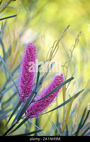 Fleurs roses de la montagne Hakea Hakea, grammatophylla, famille des Proteaceae. Endémique à la Macdonnell, Territoire du Nord. À l'automne fleurs s Banque D'Images