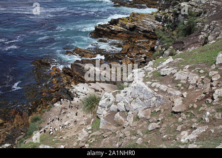 Gorfous sauteurs Eudyptes chrysocome près de falaises d'escalade groupe Tamar colonie des îles Falkland Péninsule Banque D'Images