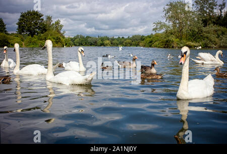 Ferry Meadows Country Park, l'un des lacs avec des cygnes, oies et canards, près de Peterborough, Cambridgeshire, Angleterre, Royaume-Uni. Banque D'Images