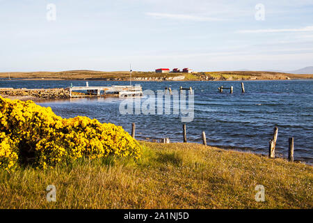 L'ajonc Ulex europaeus et mur du port Choiseul Sound Darwin East Falkland Falkland Islands Banque D'Images