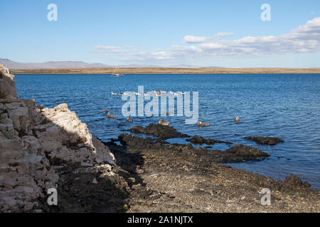 Vue côtière près de Darwin Lodge avec vapeur Falkland Tachyeres brachypterus Canard et oie Upland Chloephaga picta leucoptera sur la mer et un yacht b Banque D'Images