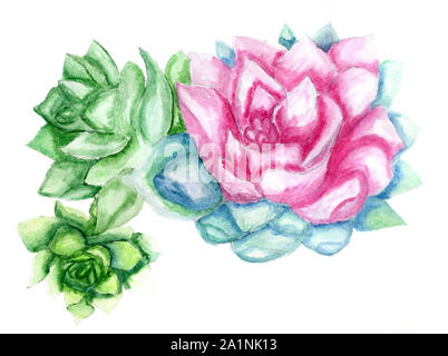 Plante succulente colorés dessinés à la main, Echeveria, illustration à l'aquarelle. Banque D'Images