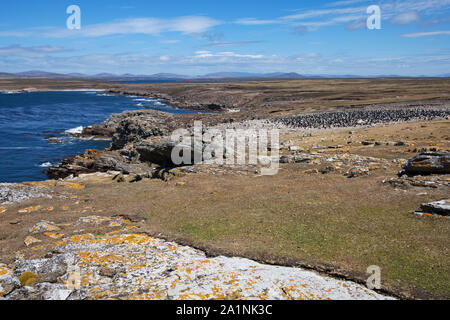 Shag Phalacrocorax atriceps albiventer impériale et Rockhopper Penguin Eudyptes chrysocome colonie du Cap Evans Pebble Island Iles Falkland British Banque D'Images