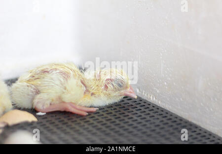 Les poussins dans l'incubateur, encore humide, à l'éclosion, les poussins, selective focus Banque D'Images