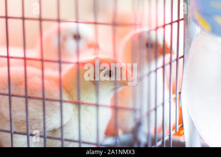 Peu de poulets dans une cage, selective focus Banque D'Images