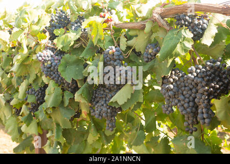 Grappes de raisin à vin rouge suspendu à une vieille vigne dans la lumière de l'après-midi chaud Banque D'Images