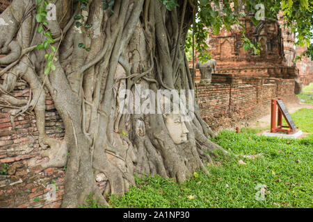 Tête de Bouddha dans les racines des arbres, Wat Mahathat à Ayutthaya, Thaïlande. Banque D'Images