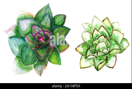 Plante succulente colorés dessinés à la main, Echeveria, illustration à l'aquarelle. Banque D'Images