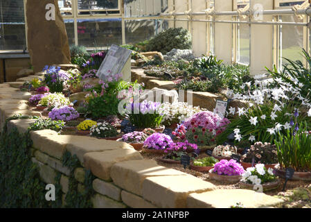 Différentes fleurs alpines cultivées dans la maison Alpine au RHS Garden Harlow Carr, Harrogate, Yorkshire. Angleterre, Royaume-Uni. Banque D'Images