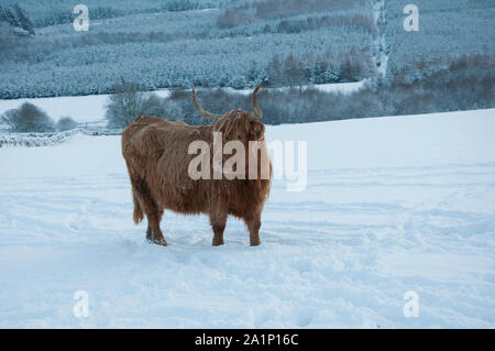 Highland bovins (Bos taurus) en hiver, la neige au sol, Kinharvie Valley, Dumfries et Galloway, Écosse SW Banque D'Images