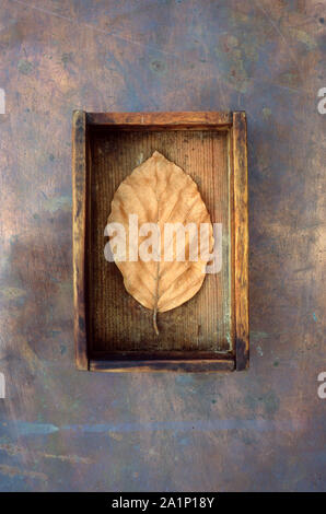 Feuille d'automne doré simple oCommon ou Hêtre Fagus sylvatica arbre couché dans la boîte en bois sur cuivre terni Banque D'Images