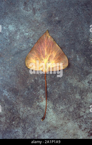 Seule la feuille d'automne brun doré ou de lierre Hedera helix allongé sur terni metal Banque D'Images