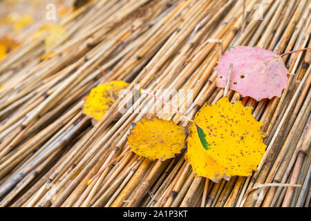 L'automne les feuilles tombées sur les pailles reed Banque D'Images