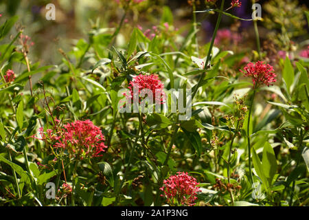 Stimuler la valériane ou barbe jupiters avec beauté les fleurs rouges, la valériane rouge ou centranthus ruber fleurit au début de soleil d'automne Banque D'Images