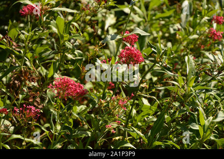 Fleurs de valériane rouge centranthus ruber ou au début de l'automne fleurs soleil, Kiss me Quick aussi appelée brosse foxs en fleur Banque D'Images