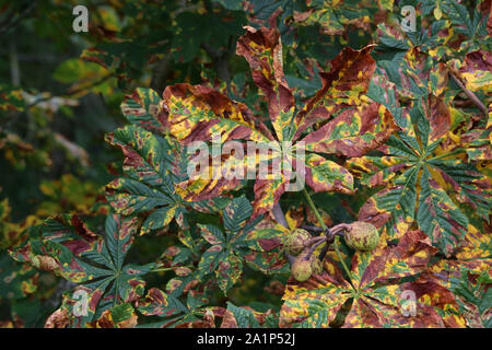 Horse Chestnut Tree infestés par des sentiers de la mineuse des feuilles Banque D'Images