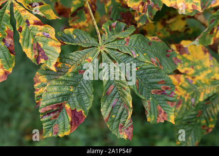Horse Chestnut Tree infestés par des sentiers de la mineuse des feuilles Banque D'Images