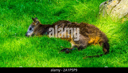 Libre d'un swamp wallaby se reposant dans l'herbe, espèce marsupial d'Australie Banque D'Images