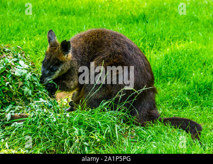 Swamp wallaby manger des plantes en gros plan, espèce de marsupial populaires Australie Banque D'Images