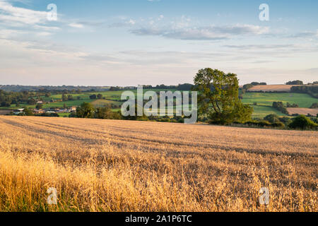 Campagne des Cotswolds dans la soirée la lumière du soleil. Près de Stow on the Wold, Cotswolds, Gloucestershire, Angleterre Banque D'Images