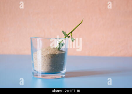 Faire un ikebana. Fleur rose de séchage dans le sable Banque D'Images