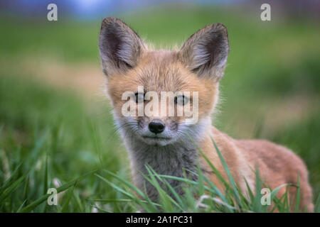 Red Fox cub portrait Banque D'Images