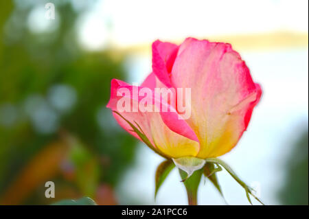 Rose, fleur, belle, nature, beauté, pétale, environnement, plante, vert, botanique, délicate, fragile, jardin, naturel, feuille, parc, terrasse, Banque D'Images